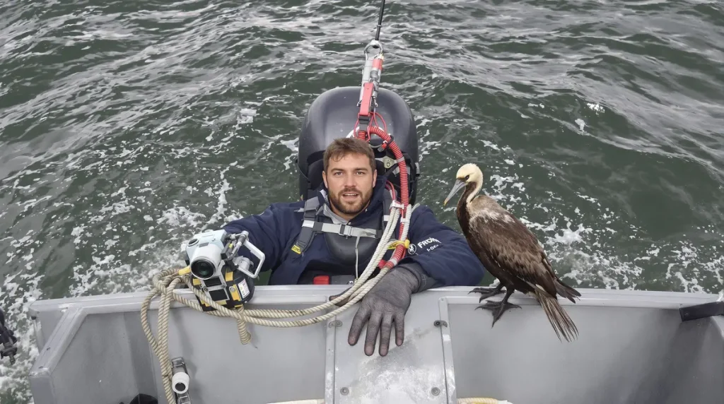 Face aux cormorans, la Fédération de Pêche de Côte-d’Or place deux grandes cages sous l’eau pour permettre