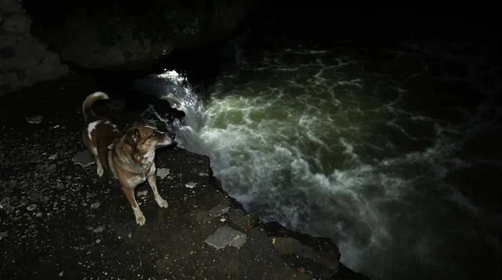 Quand une battue de chasse devient un sauvetage : la nuit agitée de Suchi, chienne perdue et retrouvée