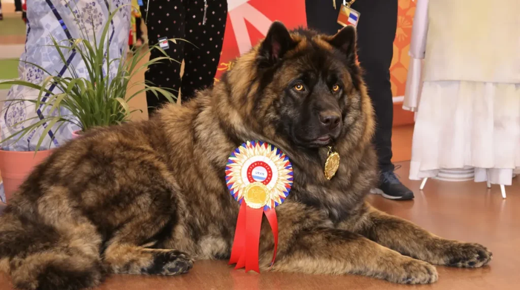 Salon de l'Agriculture : un Dogue du Tibet mayennais, sacré 'champion de France', participe au Concours général agricole